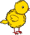 Pollito de 10 días recibiendo vacuna <strong>Newcastle</strong>