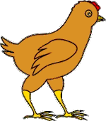 Pollo de 3 semanas recibiendo vacuna <strong>Viruela</strong>