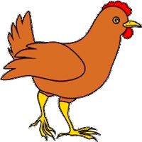Pollo de 6 semanas recibiendo vacuna <strong>Triple+Coriza</strong>