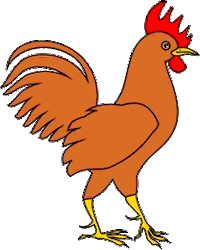 Gallina adulta recibiendo vacuna <strong>Newcastle</strong> o <strong>Triple+Coriza</strong>