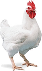 Finpollo