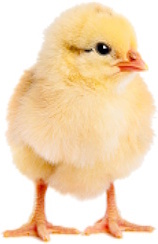 Inipollo