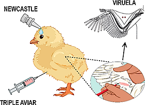 Diagrama de zonas de vacunación mostrando <strong>Newcastle</strong> en el ala, <strong>Viruela</strong> en la pata y <strong>Triple Aviar</strong> en el cuello